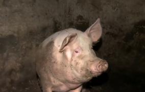 Nou focar de pestă porcină în Dâmboviţa. Înainte să ajungă inspectorii DSV în localitate, oamenii şi-au omorât singuri porcii