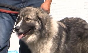 Târgu Mureș: Cele mai frumoase şi inteligente rase de câini au concurat la „Dracula Dog Show"!