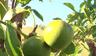 Plantaţiile de nuci devin o afacere tot mai profitabilă