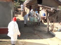 Focar de pestă porcină în judeţul Călăraşi! Porcii trebuie îngropaţi, dar pânza freatică este la doar 5 metri adâncime