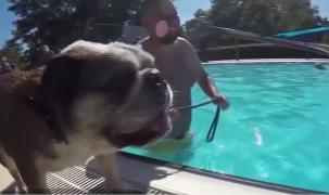 Peste 400 de căţei au avut liber la scăldat în piscină, în Germania