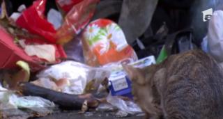 Sectorul 3 din Bucureşti, îngropat în gunoaie pentru că nu mai are contract cu firma de salubrizare