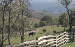 "Codrii Seculari Bătrâna", o rezervaţie naturală de interes naţional