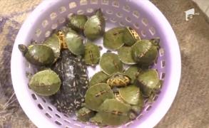 Zeci de broaşte ţestoase mici au fost salvate din mâinile traficanţilor din India