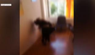 Elevele care şi-au împărţit pumni şi picioare într-o şcoală din judeţul Bacău, încurajate de colegi să se bată