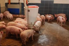 Exclusiv. "Lecţia Poloneză" pentru combaterea pestei porcine: ferme mici, măsuri draconice de igienă și oameni plătiți să renunțe la afacere