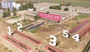 Bombă biologică cu ceas la Dragalina, în Călărași. 21.000 de porci vor fi îngropați aproape de pânza freatică