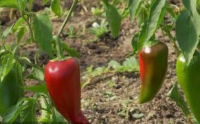 Un timişorean a făcut afacere din cei mai iuți ardei din lume. Unele soiuri costă şi 25 de mii de euro kilogramul