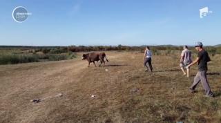 Scene cumplite pe un câmp de lângă Târgovişte. Un bărbat a fost atacat de un taur care era la păscut