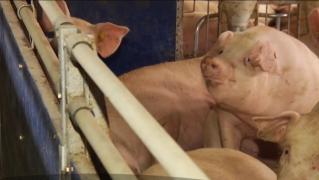 Până la Crăciun, România riscă să rămână fără porci. Avertismentul specialiştilor polonezi în privinţa răspândirii pestei porcine