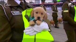 Nouă pui de căţeluşi, vedete neaşteptate la parada anuală a forţelor armate din Chile