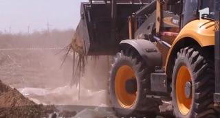 Pesta porcină, lecţia poloneză. Animalele moarte nu sunt îngropate fără să fie deshidratate în fabrici speciale