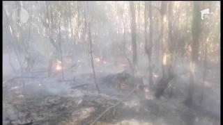 Trei hectare de pădure s-au făcut scrum la marginea unei localităţi din Satu Mare, totul de la un foc lăsat nesupravegheat