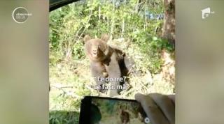 Un bărbat și cei doi fii ai săi au avut parte de spaima vieții lor, în pădure, după lemne. Cei trei s-au trezit faţă în față cu un urs