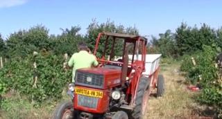 Viticultorii vrânceni reuşesc din ce în ce mai greu să-şi menţină afacerile. Principala problemă este lipsa forţei de muncă