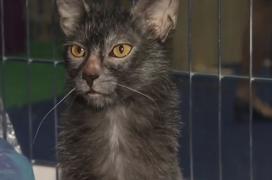 Parada pisicilor sofisticate, în Capitală. Vedeta incontestabilă anul acesta este pisica vârcolac