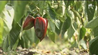 Românii preferă produsele bio, mai scumpe, dar mai sănătoase