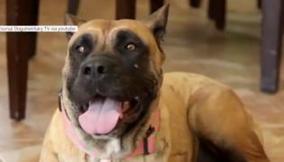 O femeie din Arad a fost atacată de doi câini cu stăpân. Patrupezii ar fi fost eliberaţi în stradă intenţionat