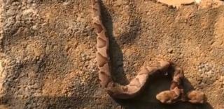 Imagini incredibile în Statele Unite. O femeie a găsit în grădină un şarpe cu două captele (Video)