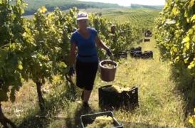 Viticultorii din Alba promit vinuri excepţionale în acest an. În partea de sud-est a ţării, veştile nu sunt bune, din cauza ploilor