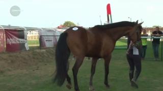 Licitație de cai pe hipodromul din Ploiești. Peste 60 de cabaline au putut fi admirate și cumpărate de cei interesați