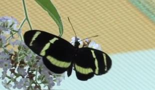 Expoziție de fluturii vii la Oradea! Insectele sunt aduse din ţări tropicale