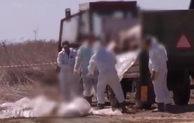 În timp ce focarele se înmulţesc pe zi ce trece, a apărut planta "miraculoasă" care vindecă pesta porcină