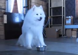 Topul celor mai blănoși câini din lume, realizat de o publicaţie din Statele Unite (Video)