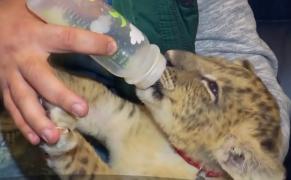 Puiul de leu pe care doi suceveni voiau să-l vândă într-o parcare din Timişoara s-a pus pe picioare