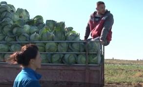 Refuzul de a se asocia îi duce la faliment pe producătorii de varză din comuna dâmbovițeană Lungulețu