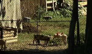 Un focar de pestă porcină a izbucnit tocmai în satul în care primarul spunea că virusul ar putea ajunge doar aruncat din elicopter