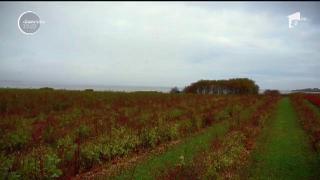 Observator de weekend