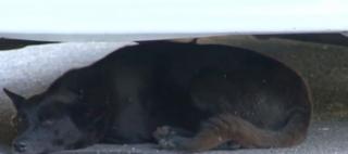 Străzile din Motru, invadate de maidanezi. Primarul oferă recompense pentru a afla cine aduce câinii în oraş