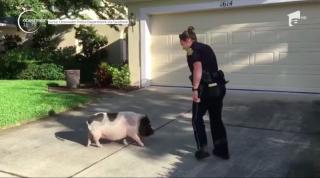 Întâmplare neobişnuită a avut loc în Statele Unite. Un porc a urmărit o poliţistă venită să-l captureze