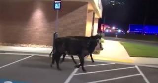 O autostradă din sudul Statelor Unite a devenit teren improvizat de rodeo, după accidentul unui camion care transporta aproape 90 de vaci