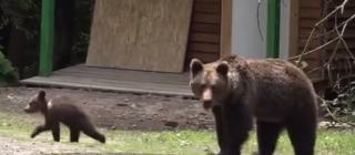 O tânără de 29 de ani se zbate între viaţă şi moarte, după ce a fost atacată de un urs