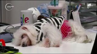 Directorii unor companii din Thailanda îi lasă pe angajaţi să-şi aducă animalele la muncă