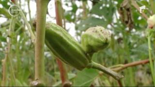 Bamele, o afacere în creştere şi în România. Un kilogram ajunge să coste chiar şi 30 de lei