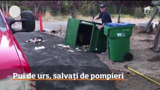 Operaţiune de salvare neobişnuită în Statele Unite! Trei pui de urs au fost salvaţi dintr-o pubelă