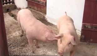 Satele afectate de pestă vor primi porci-santinelă, pentru a testa dacă virusul mai este prezent