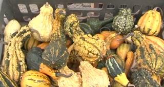 Tărtăcuţele, la mare căutare în această perioadă. Într-o comună din Mureş, cultivarea lor a devenit o artă