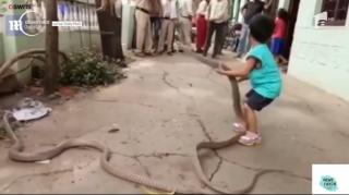Imagini şocante în India: un băieţel de numai trei ani se joacă, fără nicio teamă, cu doi şerpi de o lungime impresionantă