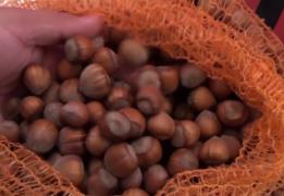 O plantație de aluni italieni, în Alba, îi aduce proprietarului 8.000 de euro pe lună