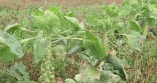 Varza de Bruxelles ia cu asalt bucătăria românească, iar agricultorii investesc tot mai mult în afacerile cu acest soi
