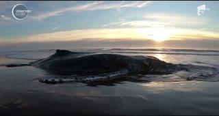 Operaţiune de amploare în Argentina. Zeci de oameni au muncit, fără întrerupere, aproape 30 de ore, pentru a salva o balenă eşuată pe o plajă