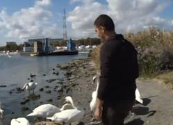 Oraşul Mangalia s-a transformat în "Regatul Lebedelor". Zeci de turişti vin special în portul turistic pentru a le admira