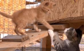 A renunțat la jobul din București și și-a dedicat viața pisicilor. O tânără din Călăraşi a adoptat 101 de feline