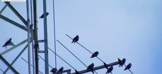 Situaţie complet neobişnuită într-un oraş din Minnesota. Din cauza unor fructe cu care se hrănesc, păsările se îmbată