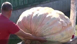 Cel mai mare dovleac din România se află la Târgu Mureş. Bostanul cântăreşte 265 de kilograme