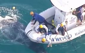 Operaţiune spectaculoasă în largul coastelor australiene. Pui de balenă, eliberat dintr-o capcană anti-rechin